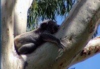 Dunbogan Caravan Park - Accommodation Mermaid Beach 2