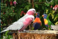 Dunbogan Caravan Park - Accommodation Mermaid Beach 4