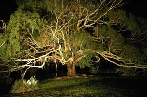 Adelaide Hills Country Cottages - The Nest - Accommodation Mermaid Beach 4
