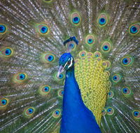 Willunga Peacock Farm Bed and Breakfast - Accommodation Mermaid Beach