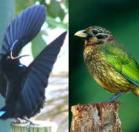 Chambers Wildlife Rainforest Lodges - Accommodation Mermaid Beach
