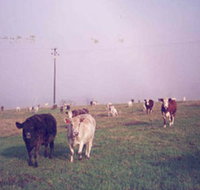 Seeview Farmstay - Accommodation Mermaid Beach