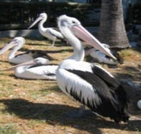 Christmas Cove Caravan Park - Accommodation Mermaid Beach
