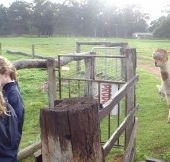 Boronia Farm Farmstay - Accommodation Mermaid Beach