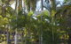 Pine Tree Motel - thumb 2