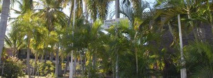 Pine Tree Motel - Accommodation Mermaid Beach 2