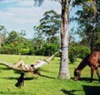 Neds Bed Horse O Tel - Accommodation Mermaid Beach