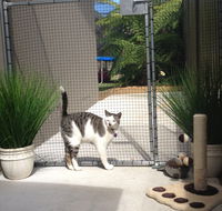 Caringbah Cat Hotel - Accommodation Mermaid Beach