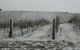 Turners Vineyard - thumb 3