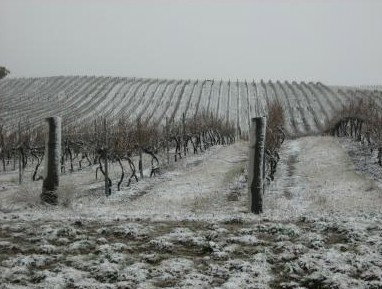 Turners Vineyard - Accommodation Mermaid Beach 3
