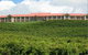 Turners Vineyard - thumb 4
