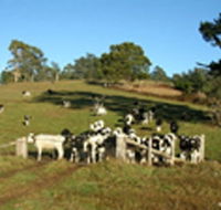 St Columba Cottage - Accommodation Mermaid Beach