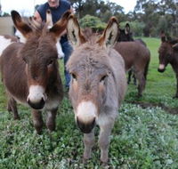 Donkey Tales Farm Cottages - Accommodation Mermaid Beach