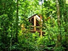 Fur'N'Feathers Rainforest Tree Houses - Accommodation Mermaid Beach 0