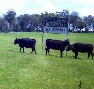 Cluan Homestead - Accommodation Mermaid Beach