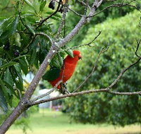 Bunya Mountains Accommodation Centre - Chalets And Holiday Homes - Accommodation Mermaid Beach