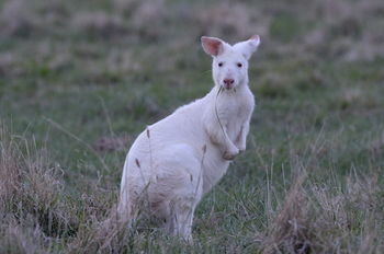 Emirates One&Only Wolgan Valley Australia - Accommodation Mermaid Beach 29