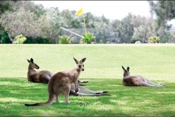 Darlington Beach Resort & Holiday Park - Accommodation Mermaid Beach 67