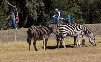 Zoofari Lodge, Taronga Western Plains Zoo - Accommodation Mermaid Beach 8