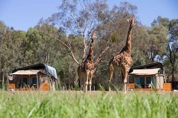 Zoofari Lodge, Taronga Western Plains Zoo - Accommodation Mermaid Beach 13