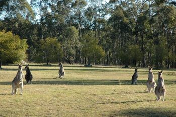Hunter Hideaway Cottages - Accommodation Mermaid Beach 10