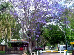 BIG4 Forbes Holiday Park - Accommodation Mermaid Beach 3