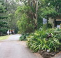 Tamborine Mountain Caravan  Camping - Accommodation Mermaid Beach