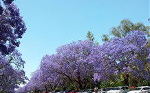 Andavine House Bed And Breakfast - Accommodation Mermaid Beach 5