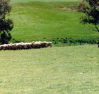 Gooromon Park Cottages - Accommodation Mermaid Beach