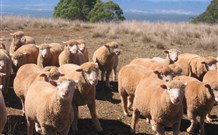 Dairy Flat Farm Holiday - Accommodation Mermaid Beach 3