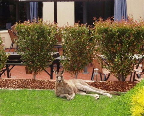 Alpha Canberra Hotel And Apartments - Accommodation Mermaid Beach 1