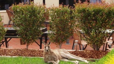 Alpha Canberra Hotel And Apartments - Accommodation Mermaid Beach 0