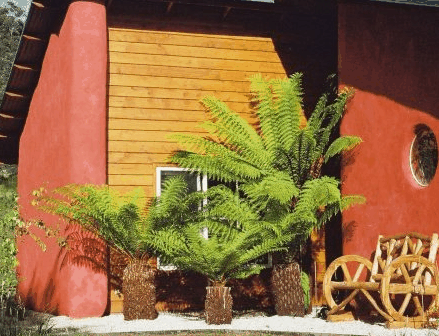 Whispering Spirit Cottage  Miniature Pony Stud - Accommodation Mermaid Beach