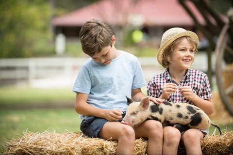 Paradise Country Farmstay - Accommodation Mermaid Beach 8