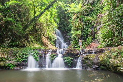 O'Reilly's Rainforest Retreat - Accommodation Mermaid Beach 0