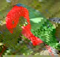 Peacock Creek campground - Accommodation Mermaid Beach