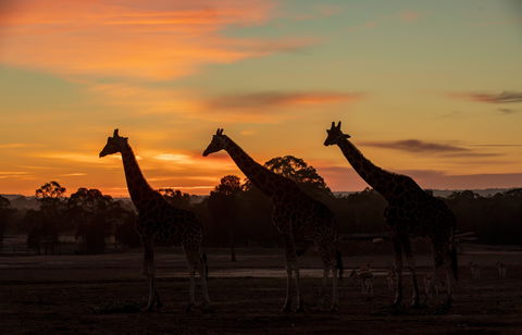 Zoofari Lodge, Taronga Western Plains Zoo Dubbo - Accommodation Mermaid Beach 1