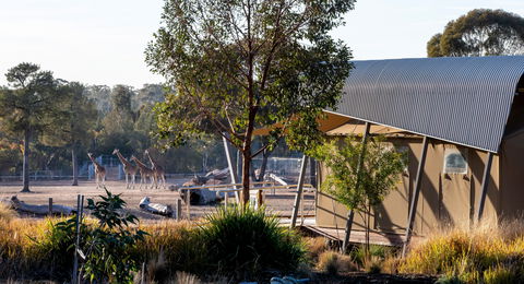 Zoofari Lodge, Taronga Western Plains Zoo Dubbo - Accommodation Mermaid Beach 2