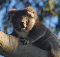 Bimbi Park Camping Under Koalas - Accommodation Mermaid Beach