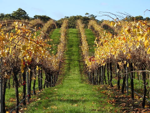 Miners Ridge Vineyard Railway Carriage B&B - Accommodation Mermaid Beach 1