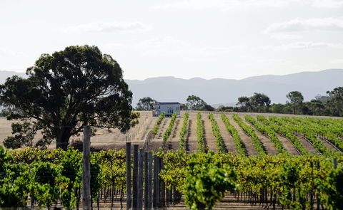Hounds Run Vineyard - Accommodation Mermaid Beach 1