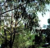 Mallacootas Shady Gully Caravan Park - Accommodation Mermaid Beach