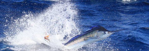 True Blue Fishing Charters - Accommodation Mermaid Beach 6