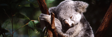 Koala and River Cruise by Mirimar Cruises - Accommodation Mermaid Beach