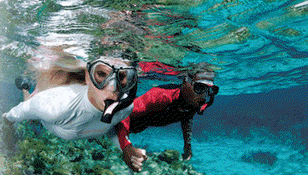 Snorkel Safari Brisbane - Accommodation Mermaid Beach 1