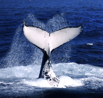 Brisbane Whale Watching - Accommodation Mermaid Beach