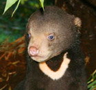 Perth Zoo - Accommodation Mermaid Beach 0
