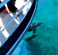 Pelican Charters - Accommodation Mermaid Beach