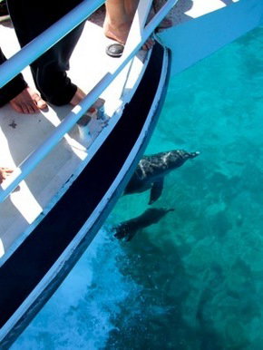 Pelican Charters - Accommodation Mermaid Beach 0