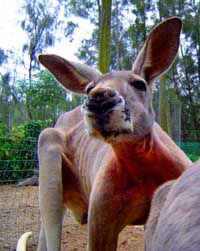 Birdland Animal Park - Accommodation Mermaid Beach 3